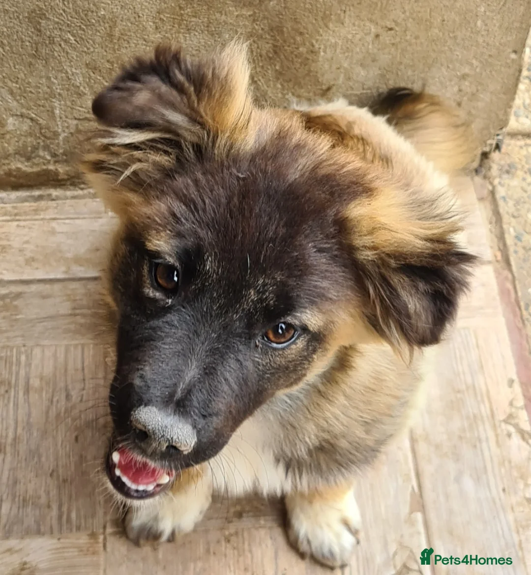 Mixed Breed dogs for adoption: Humpty Dumpty female, corgi size  - Advert 2