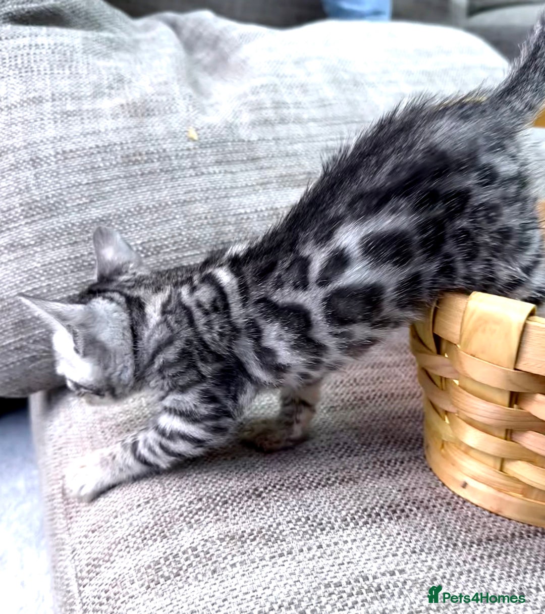 Bengal cats for sale: kittens - Advert 5