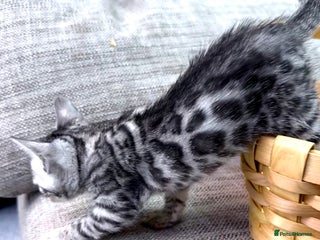 Bengal cats Bengal kittens - Advert 1