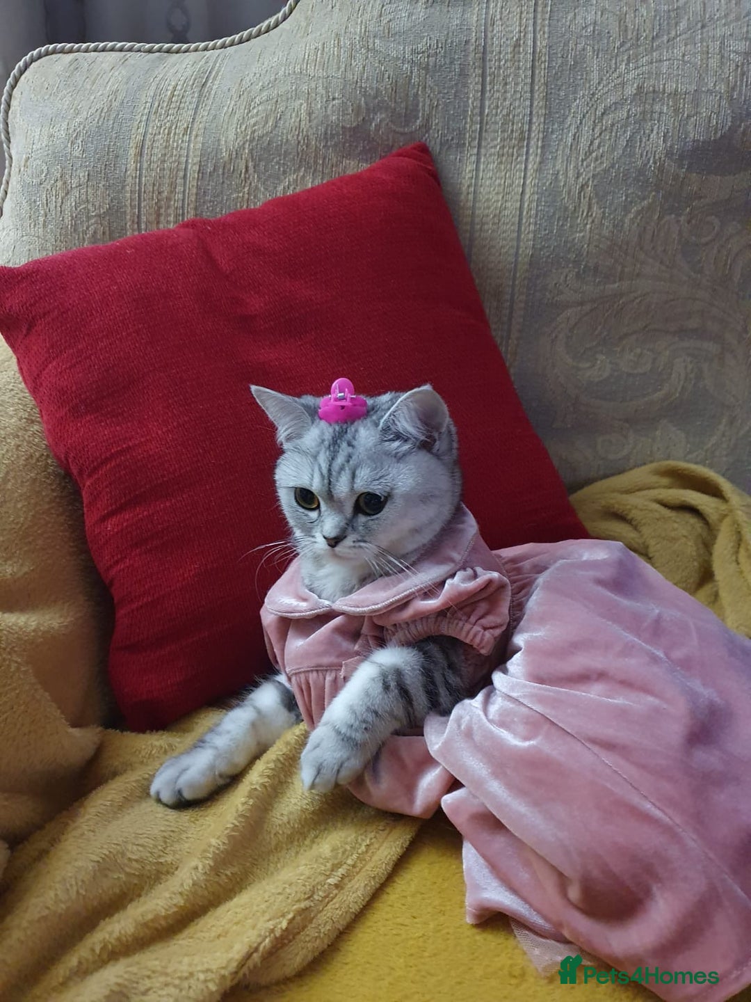 British Shorthair cats for sale: Mom and baby boy - Image 1