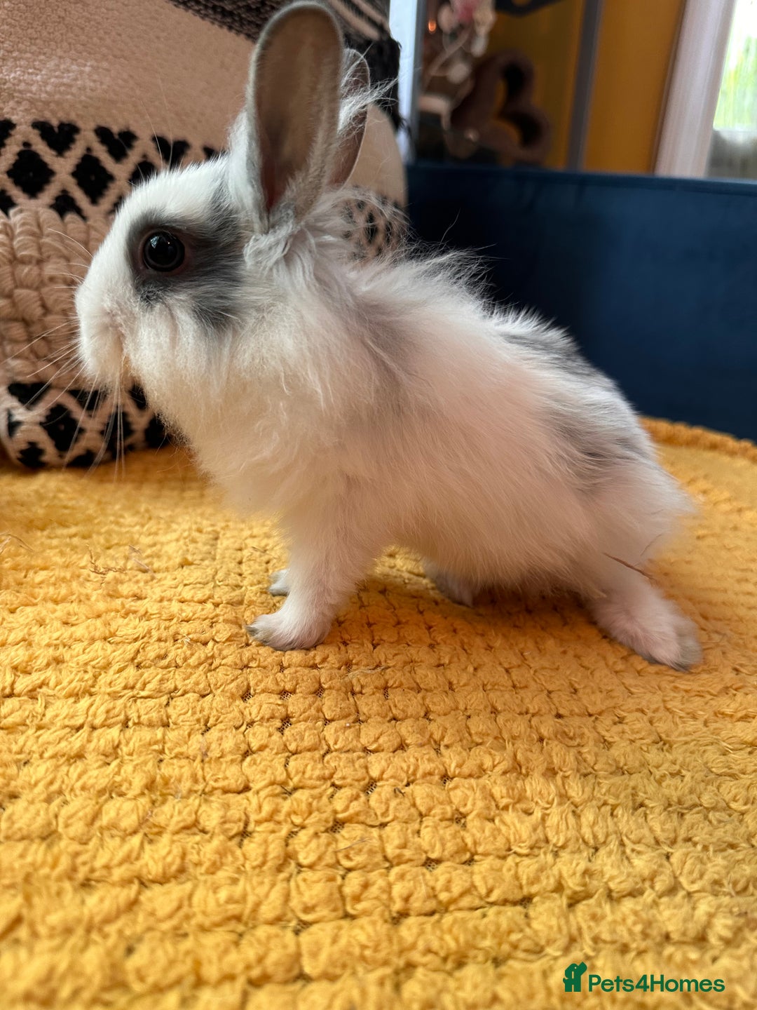Lionhead rabbits for sale: Lionhead Babies for Sale  - Image 16