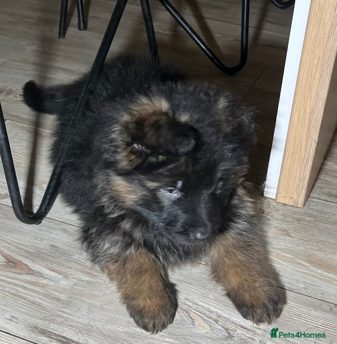 German Shepherd dogs for sale: Outstanding long haired Gsd pups  for sale  - Advert 15