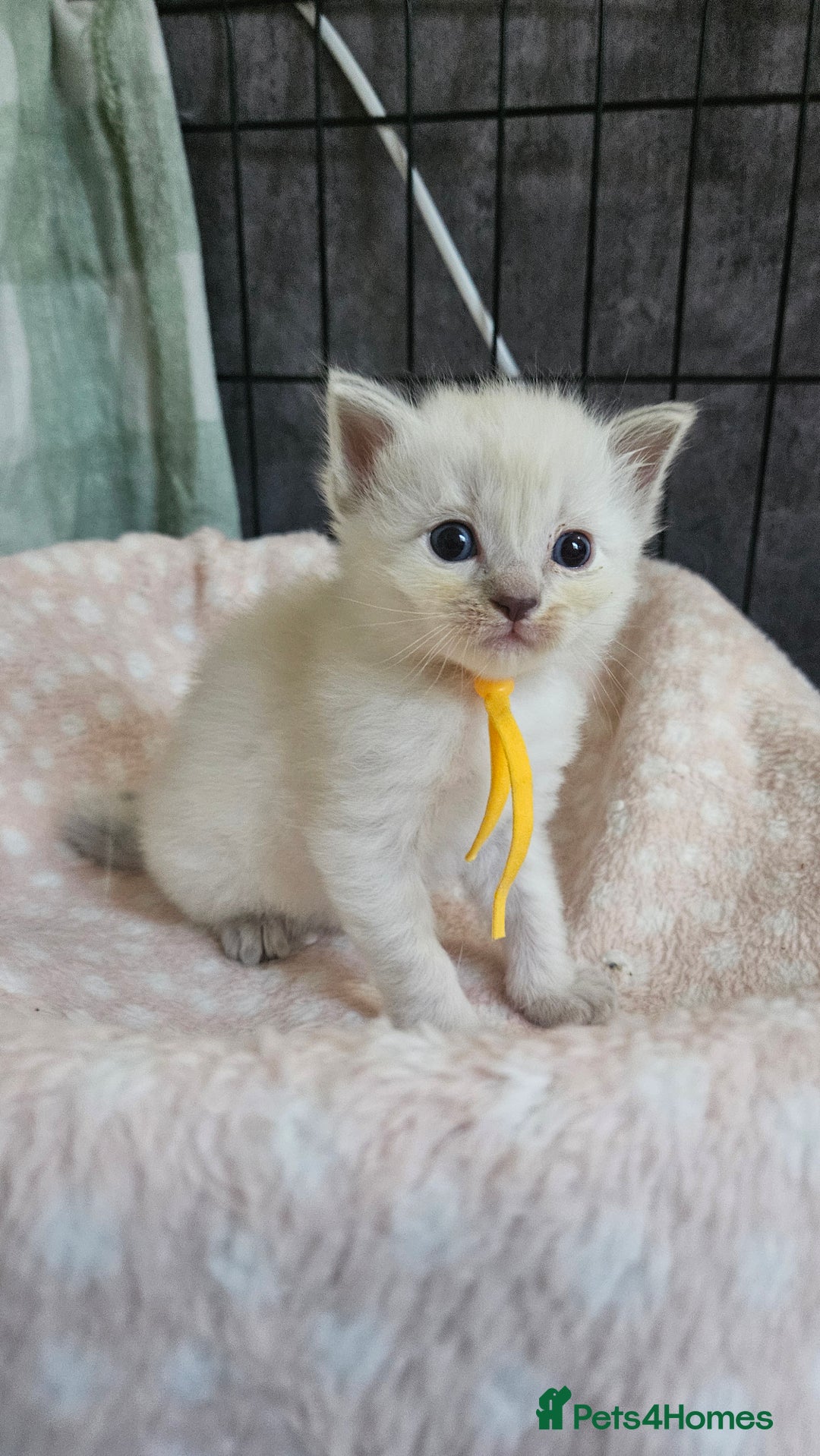 Ragdoll cats for sale: Female Blue Point Ragdolls  - Image 6