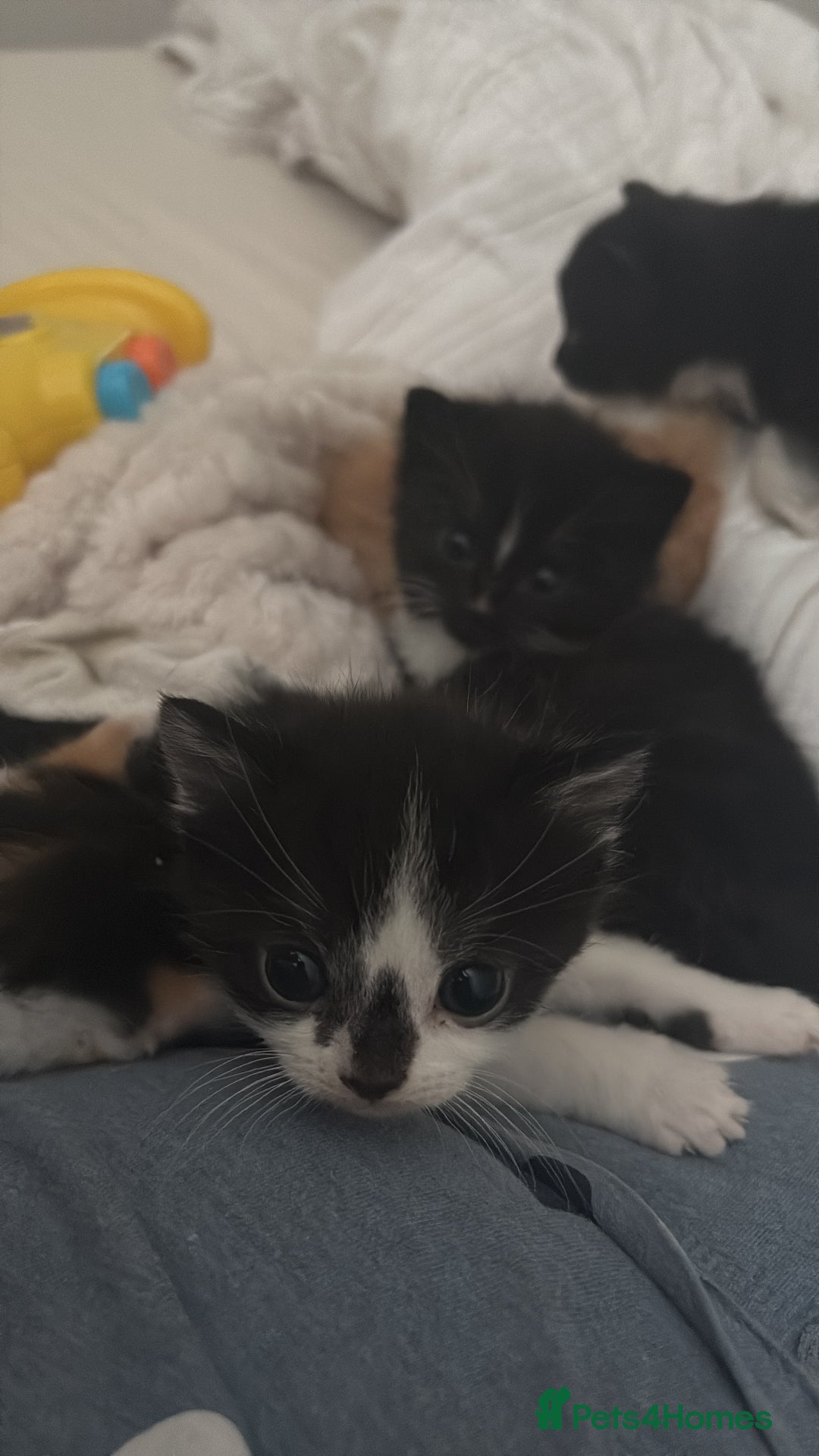 British Shorthair cats for sale: Beautiful kittens 3 girls 1 boy  - Advert 23