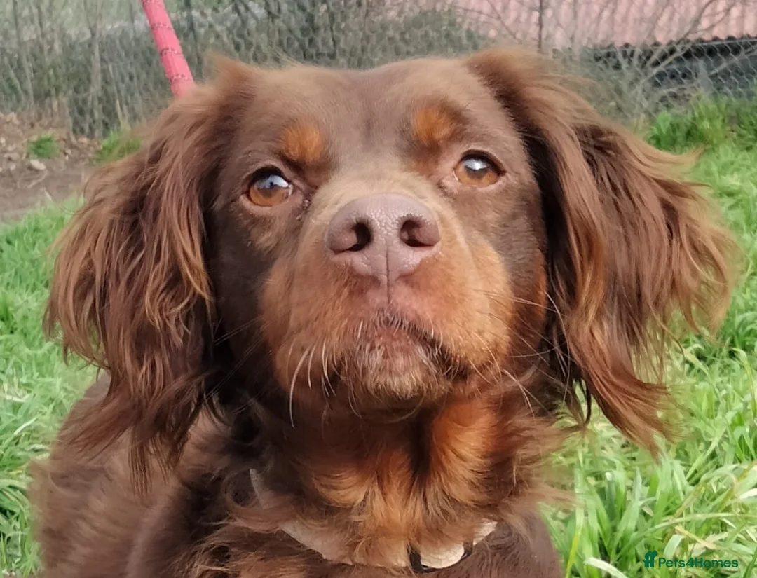Brittany Spaniel dogs for adoption: Diana, a lovely young Brittany - Advert 1