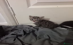 Mixed Breed cats for sale: 1 boy 3 girls  - Image 6