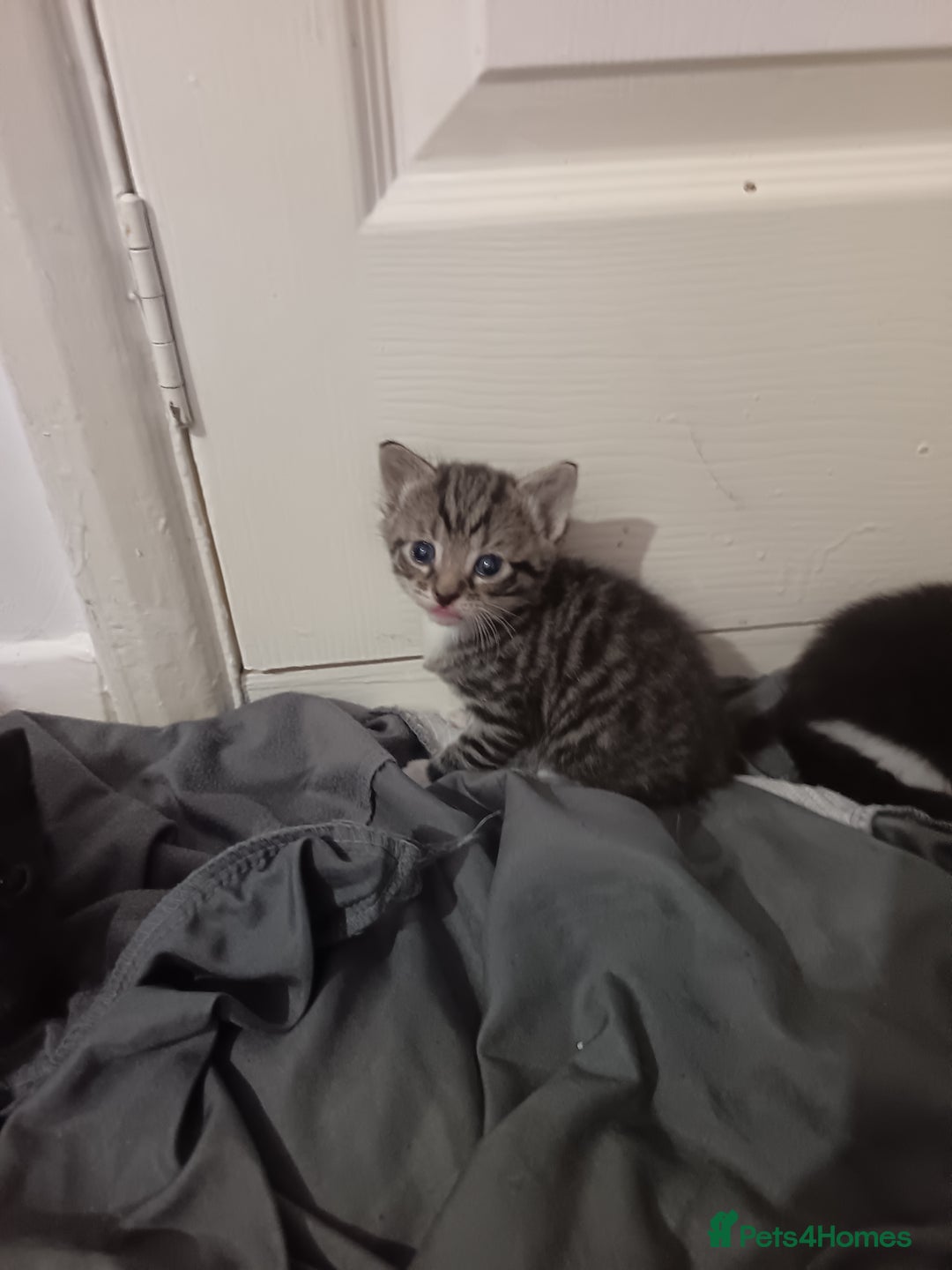 Mixed Breed cats for sale: 1 boy 3 girls  - Image 6