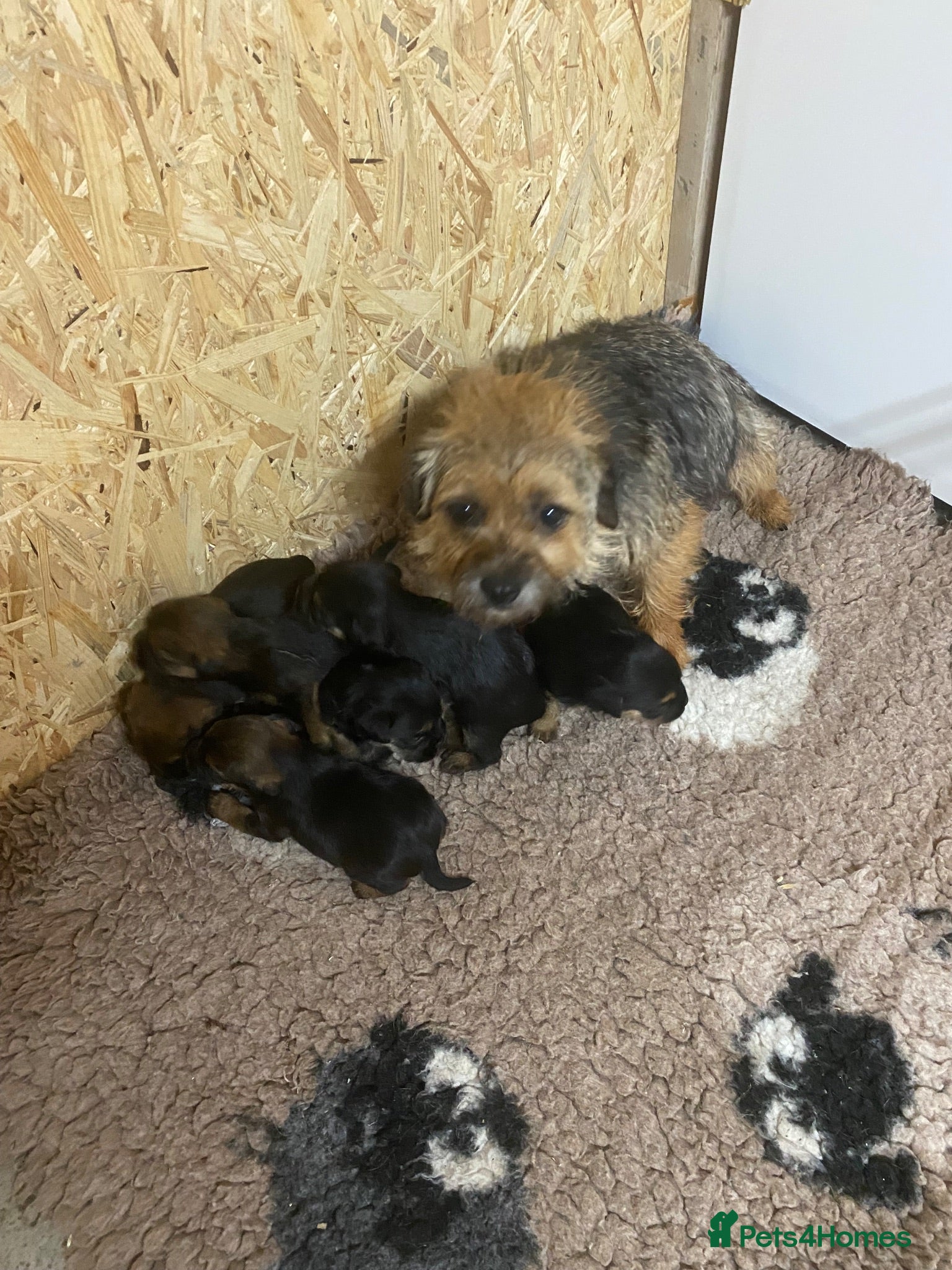Border Terrier dogs Two boy Kc reg border terrier pups - Advert 17