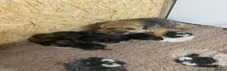 Border Terrier dogs for sale: Four boy Kc reg border terrier pups - Advert 3