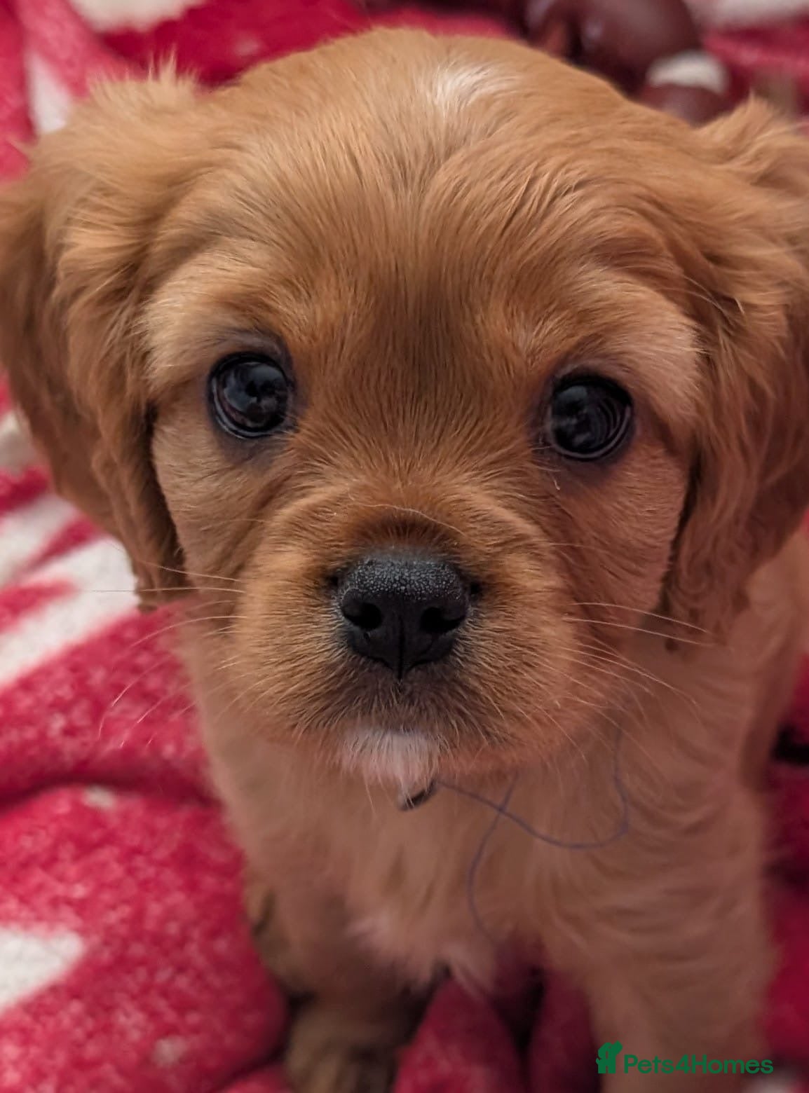Cavalier King Charles Spaniel dogs *Two Boys Left!* Cavalier King Charles Puppies!  - Advert 1