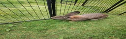 Continental Giant rabbits for sale: Pure continental giant rabbit male  - Advert 4
