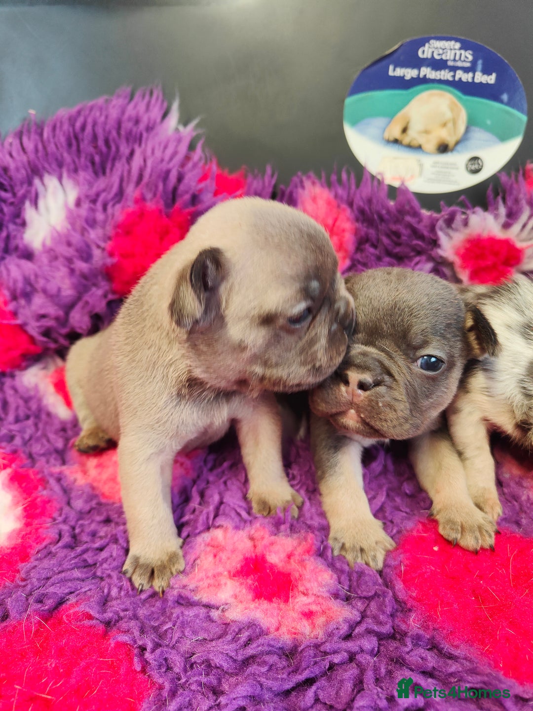 French Bulldog dogs for sale: 💥French bulldog puppies 💥 - Image 4