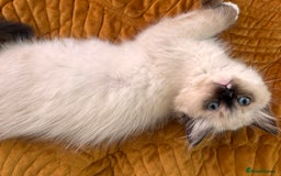 Ragdoll cats for sale: Pedigree Ragdoll Kittens (2xM,1xF) TICA Registered - Image 13