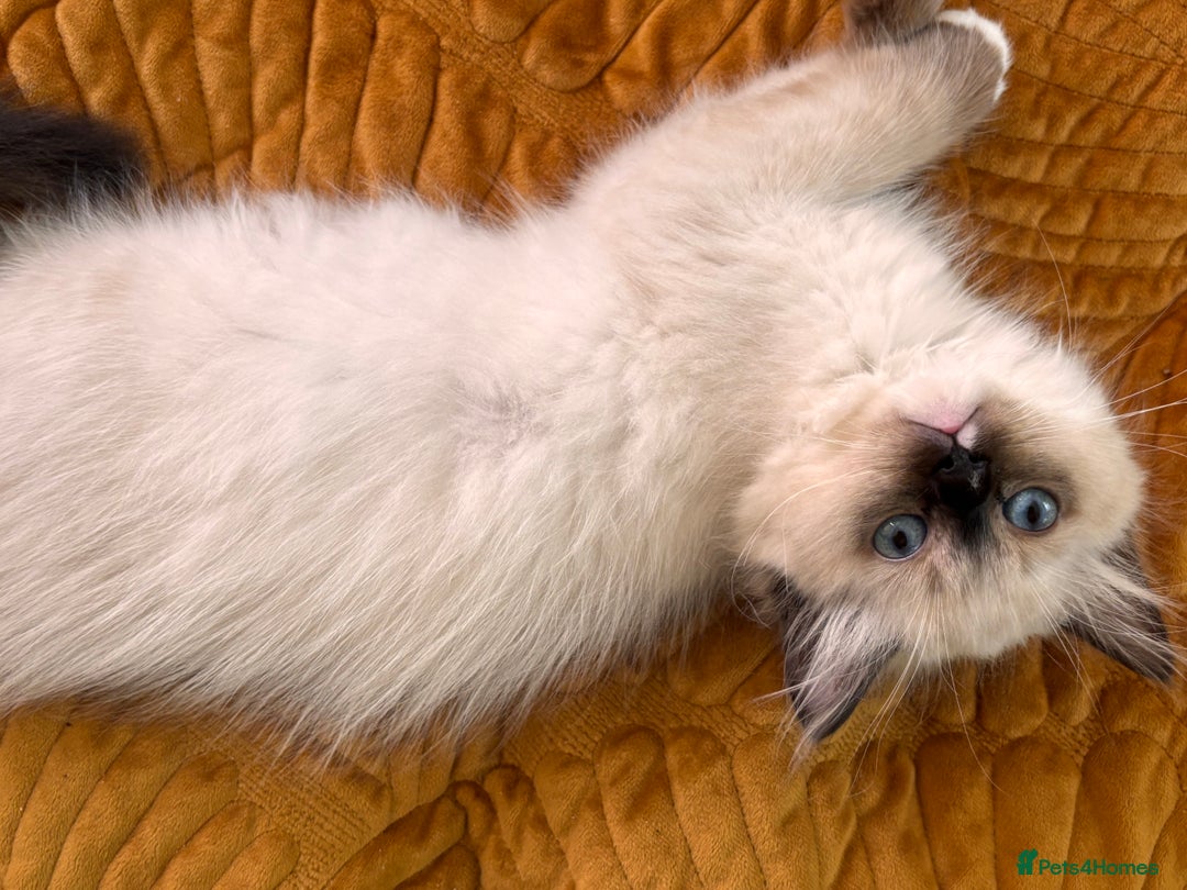 Ragdoll cats for sale: Pedigree Ragdoll Kittens (2xM,1xF) TICA Registered - Image 13