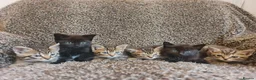 Mixed Breed cats for sale: Kittens for sale  - Advert 9