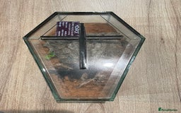 Scorpions invertebrates for sale: Golden desert scorpions in Lingfield - Image 7