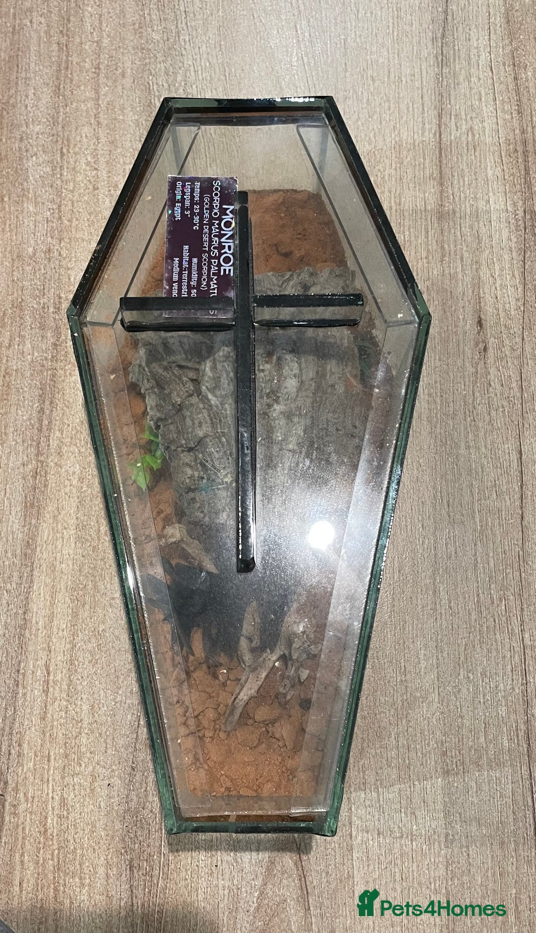 Scorpions invertebrates for sale: Golden desert scorpions in Lingfield - Image 7