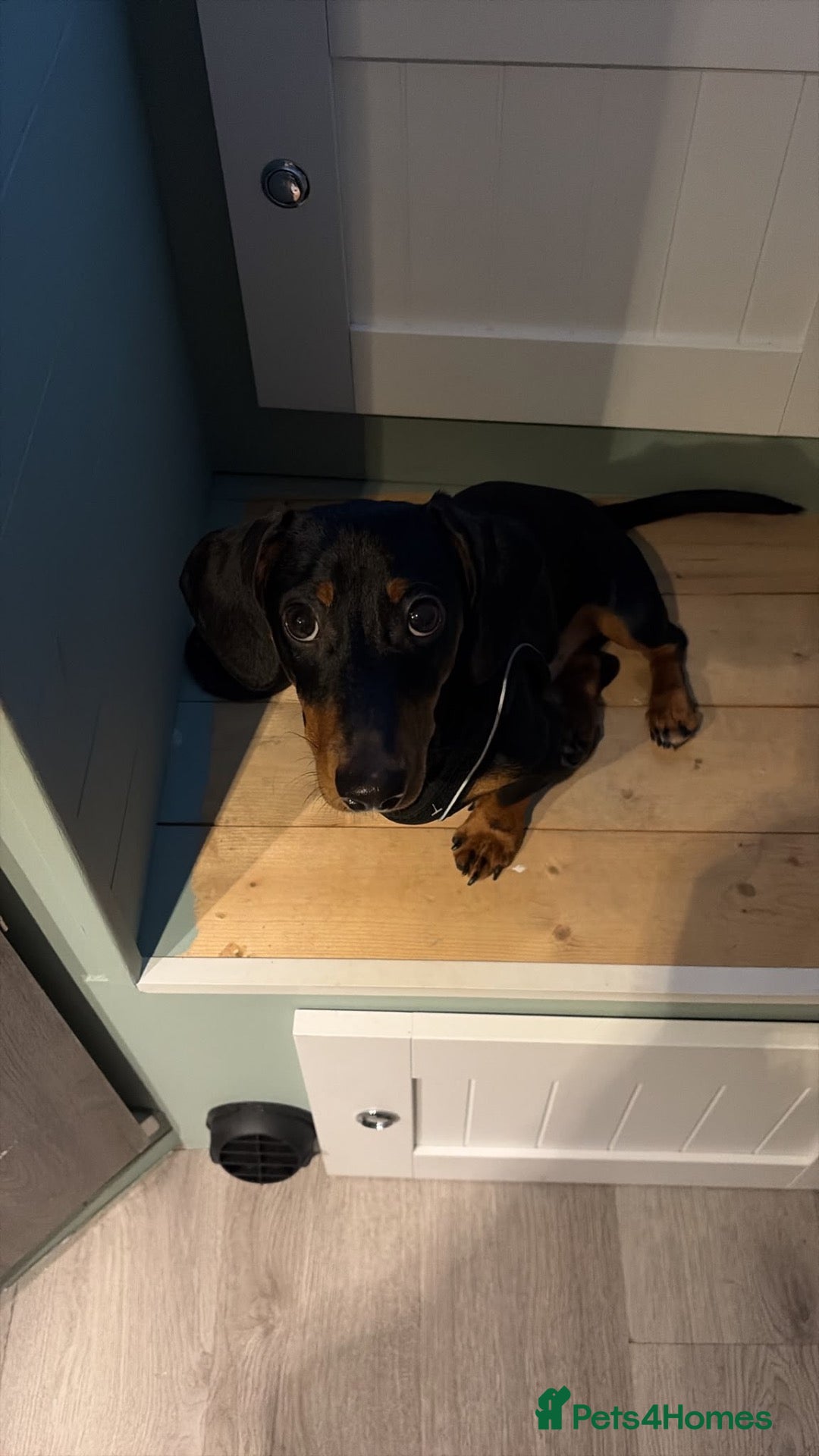 Dachshund dogs Miniature dachshund 6 month puppy - Advert 1