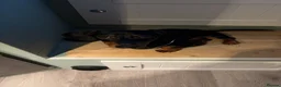 Dachshund dogs for sale: Miniature dachshund 6 month puppy - Advert 1