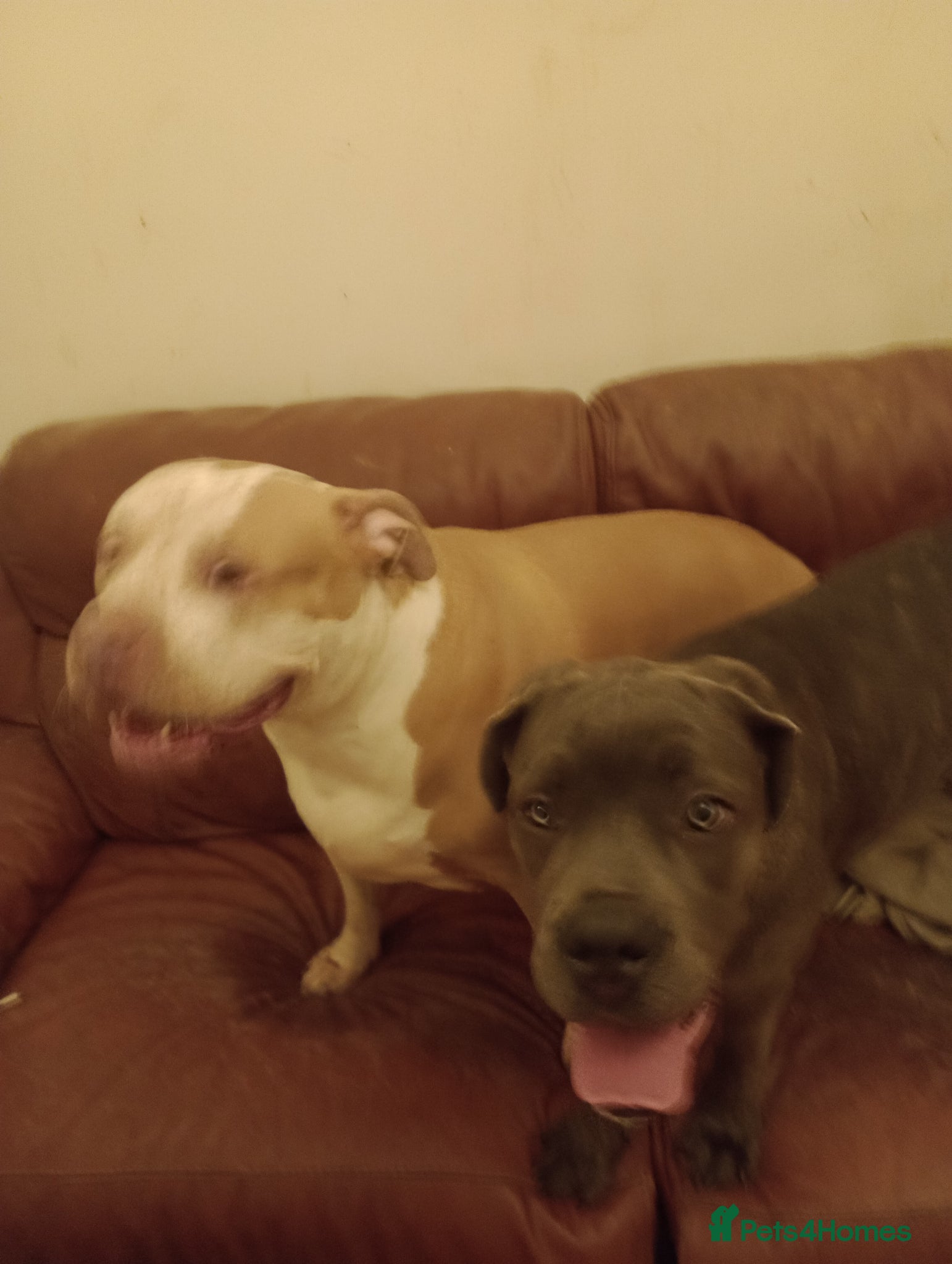 Cane Corso dogs Cane Corso female 8 months old - Advert 1