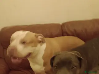 Cane Corso dogs Cane Corso female 8 months old - Advert 17