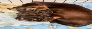 Dachshund 1