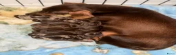 Dachshund dogs for sale: Solid chocolate bitch  - Advert 5