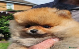 Pomeranian dogs for sale: Beautiful quality pomeranian girl puppies  - Image 18
