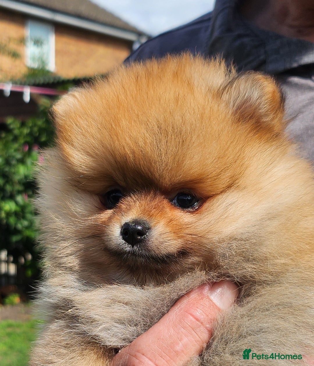 Pomeranian dogs for sale: Beautiful quality pomeranian girl puppies  - Image 18