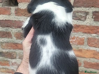 English Springer Spaniel dogs - Advert 4