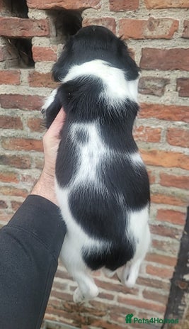 English Springer Spaniel dogs - Advert 3