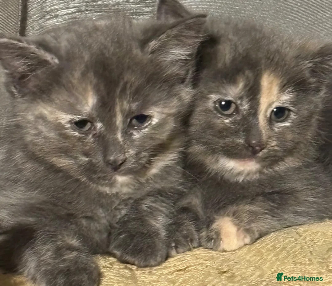 Mixed Breed cats for sale: READY NOW Turkish Angora mixed breed kittens - Advert 1