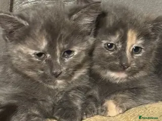 Mixed Breed cats READY NOW Turkish Angora mixed breed kittens - Advert 5