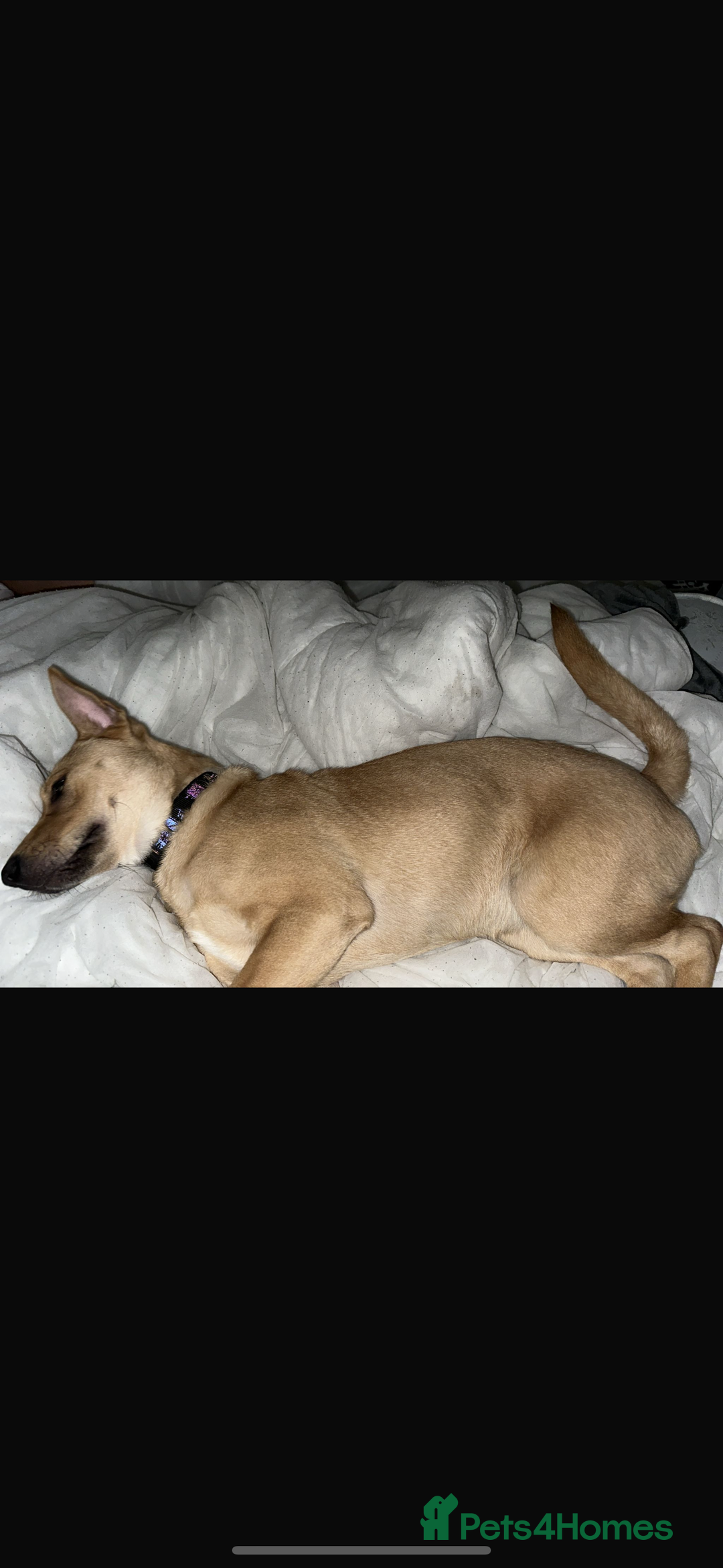 Mixed Breed dogs for sale: This is little Lexi  - Advert 3