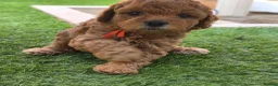 Cavapoo dogs for sale: LAST FOX RED GORGEOUS GIRL AVAILABLE NOW - Advert 17