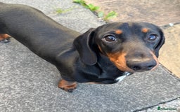 Miniature Dachshund dogs for sale: Stunning KC REG Miniature Dachshund puppy - Image 2