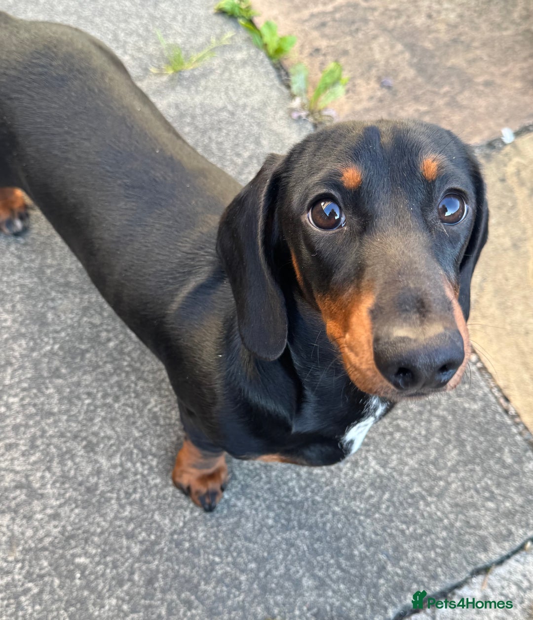 Miniature Dachshund dogs for sale: Stunning KC REG Miniature Dachshund puppy - Image 2