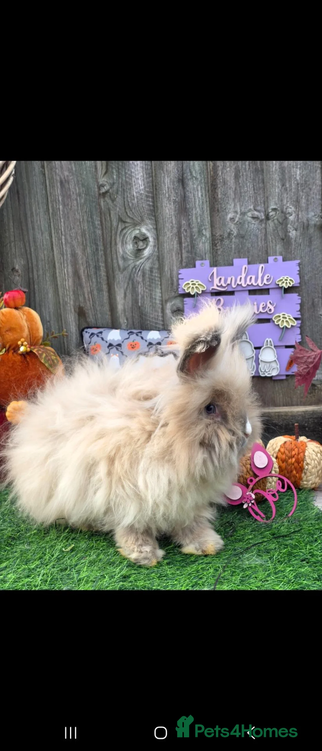 Angora rabbits for sale: Blue torte full faced angora doe. - Advert 3