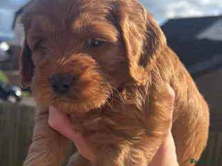 Cockapoo dogs Toy cockapoo puppies. - Advert 16