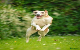 Whippet dogs for sale: Sadly for rehoming mother and son kc whippets. - Image 8