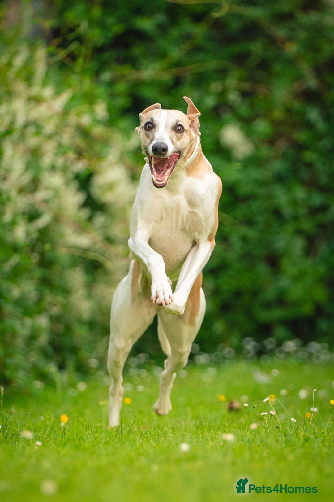Whippet dogs for sale: Sadly for rehoming mother and son kc whippets. - Image 8