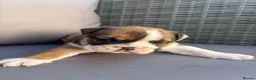 English Bulldog dogs for sale: Bulldog pups  in Llanelli - Advert 10