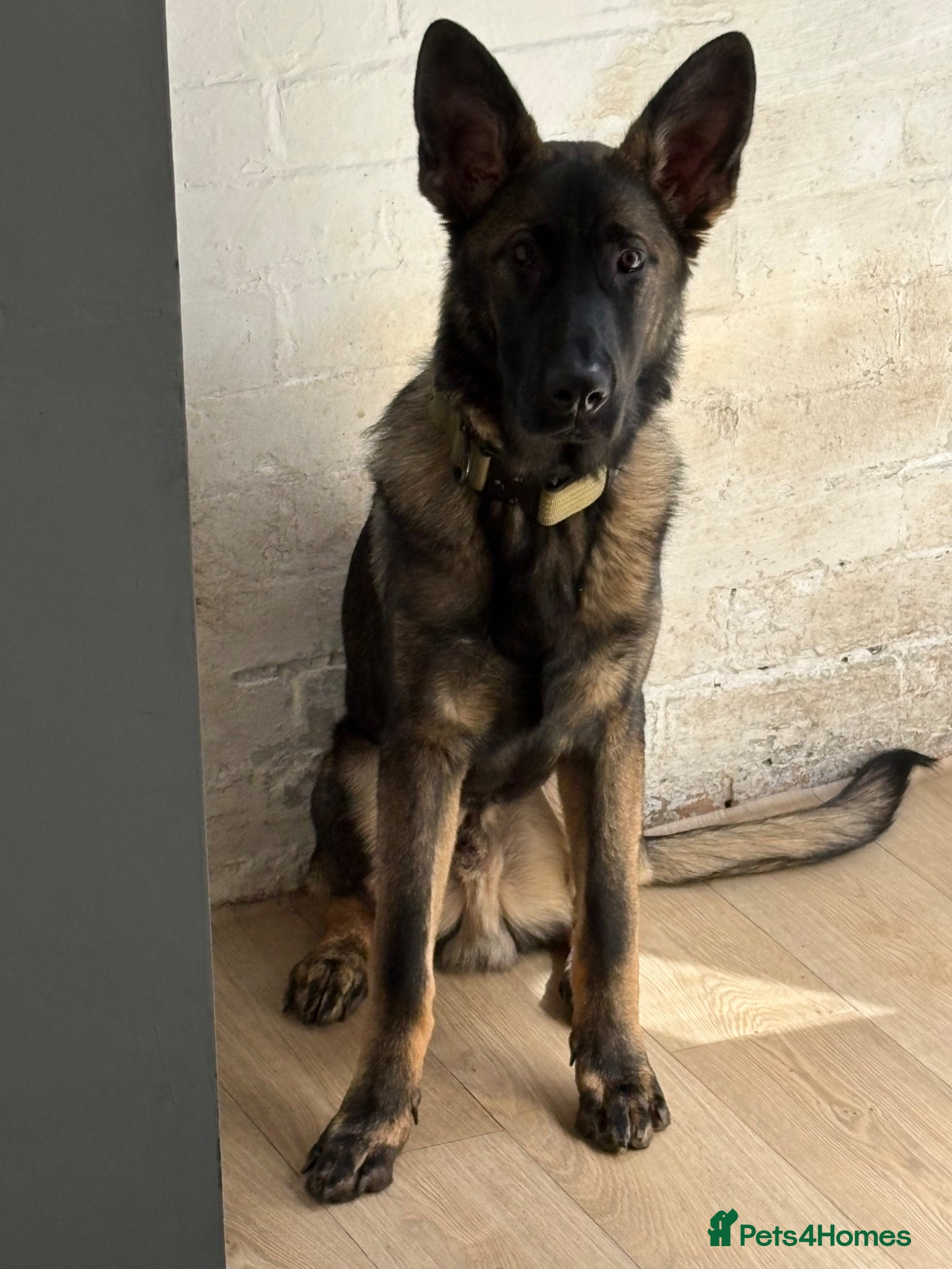 German Shepherd dogs for sale: Simba - Advert 4