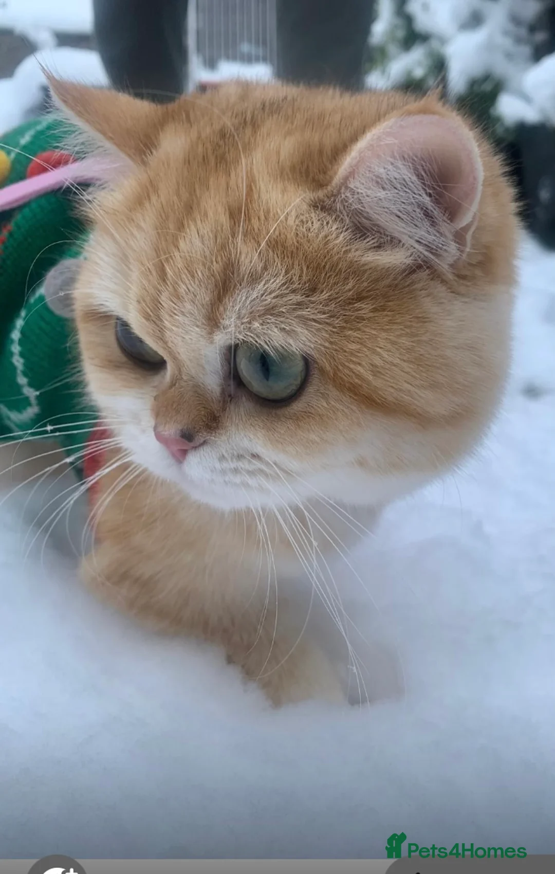 British Shorthair cats for sale: GCCFreg shampion parents  BSH  golden chinchilla   - Advert 26