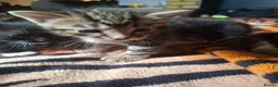 Mixed Breed cats for sale: KITTENS FOR SALE in Bristol - Advert 9