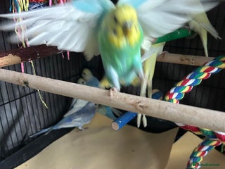 Budgerigars birds - Advert 22