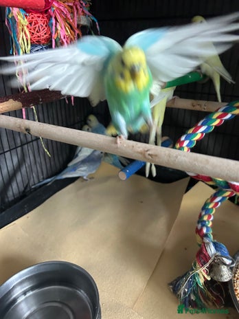 Budgerigars birds - Advert 1