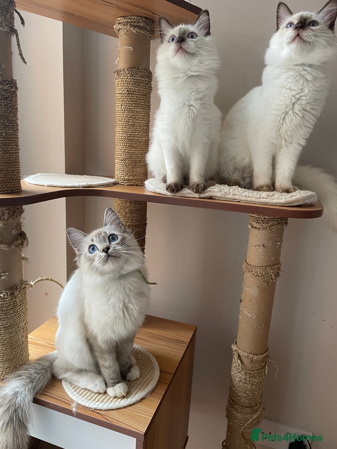 Ragdoll cats for sale: Ragdoll kittens from Moonliteyecats  - Image 6