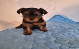 Yorkshire Terrier dogs for sale: Yorkshire Terrier Puppies – Ready 24 Dec - Image 34
