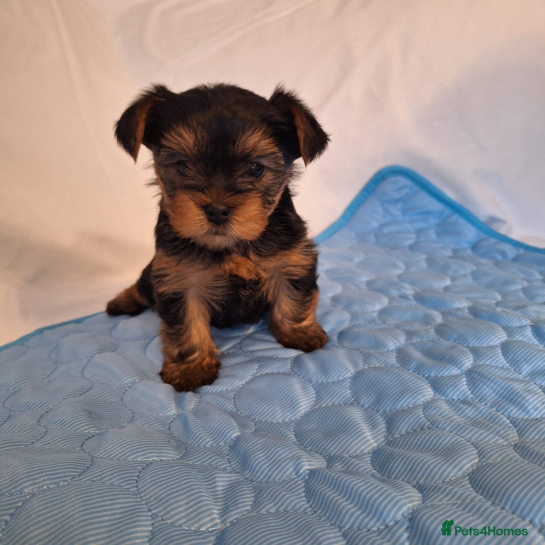 Yorkshire Terrier dogs for sale: Yorkshire Terrier Puppies – Ready 24 Dec - Image 34